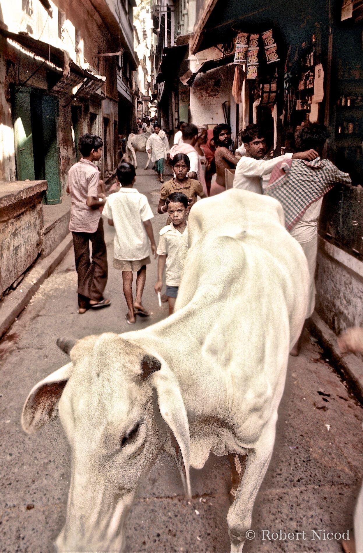 Reportage Inde 1977 — Vache sacrée, libre dans la ruelle, Delhi 1977