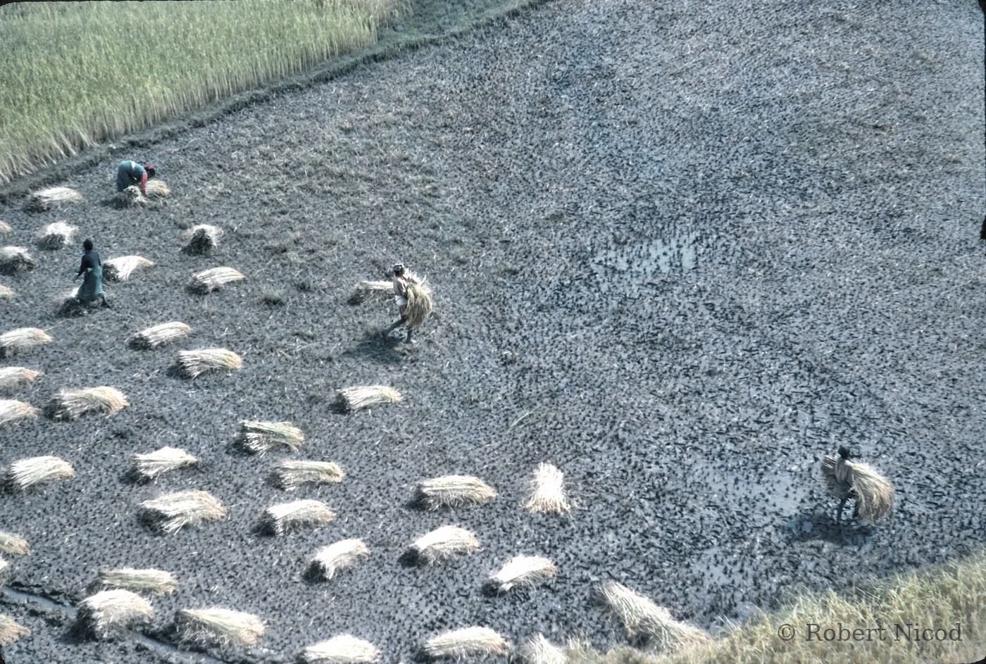 Nepal 1977 — Fodder harvest, Kathmandu 1977