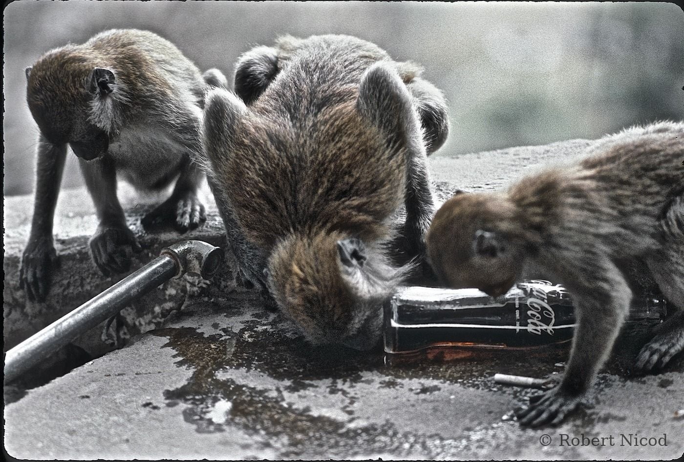 Reportage Thaïlande 1980 — Les macaques boivent aussi du coca, Thaïlande 1980