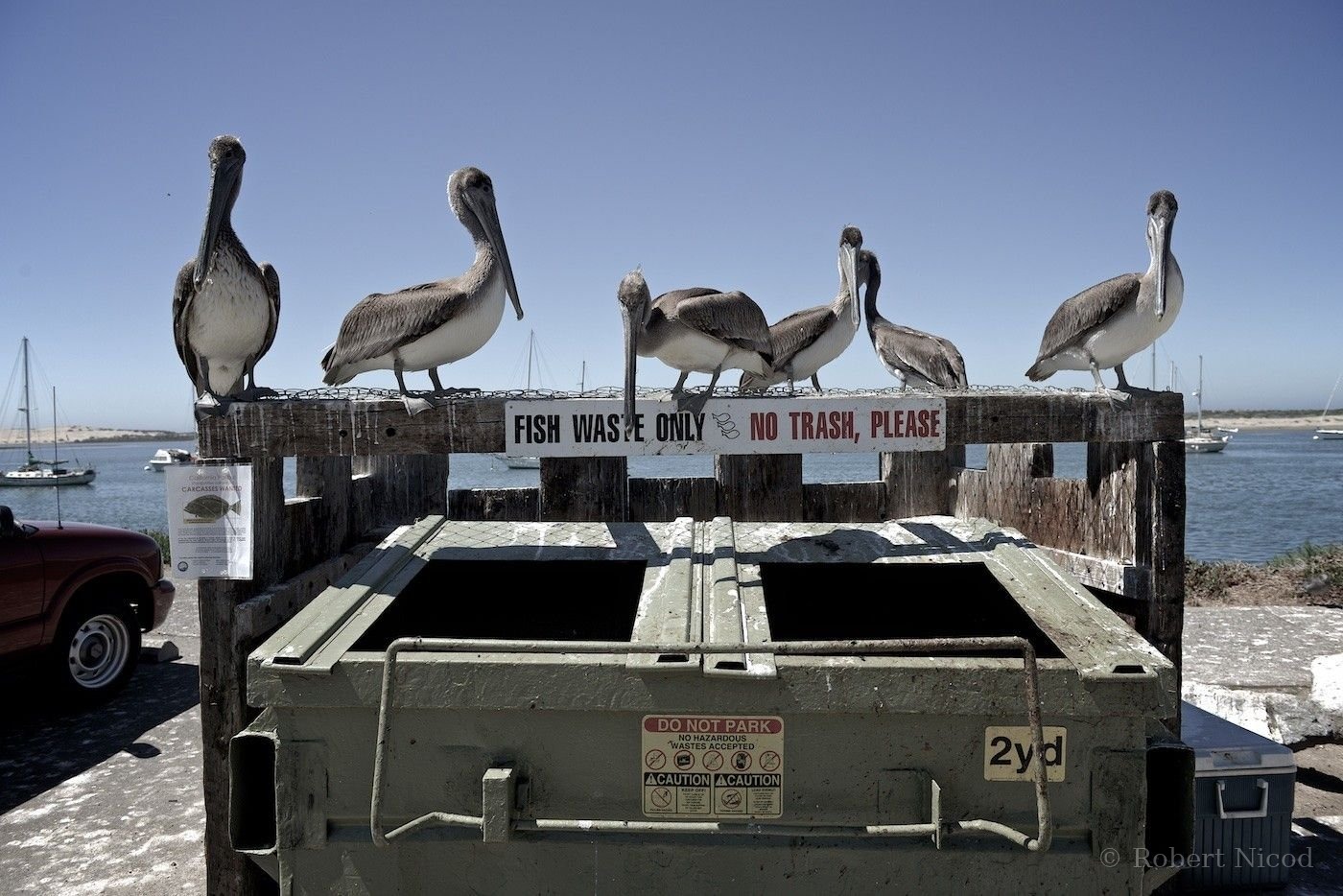 Cities of the West — Pelicans on a fish bin, Morro Bay, California 2014