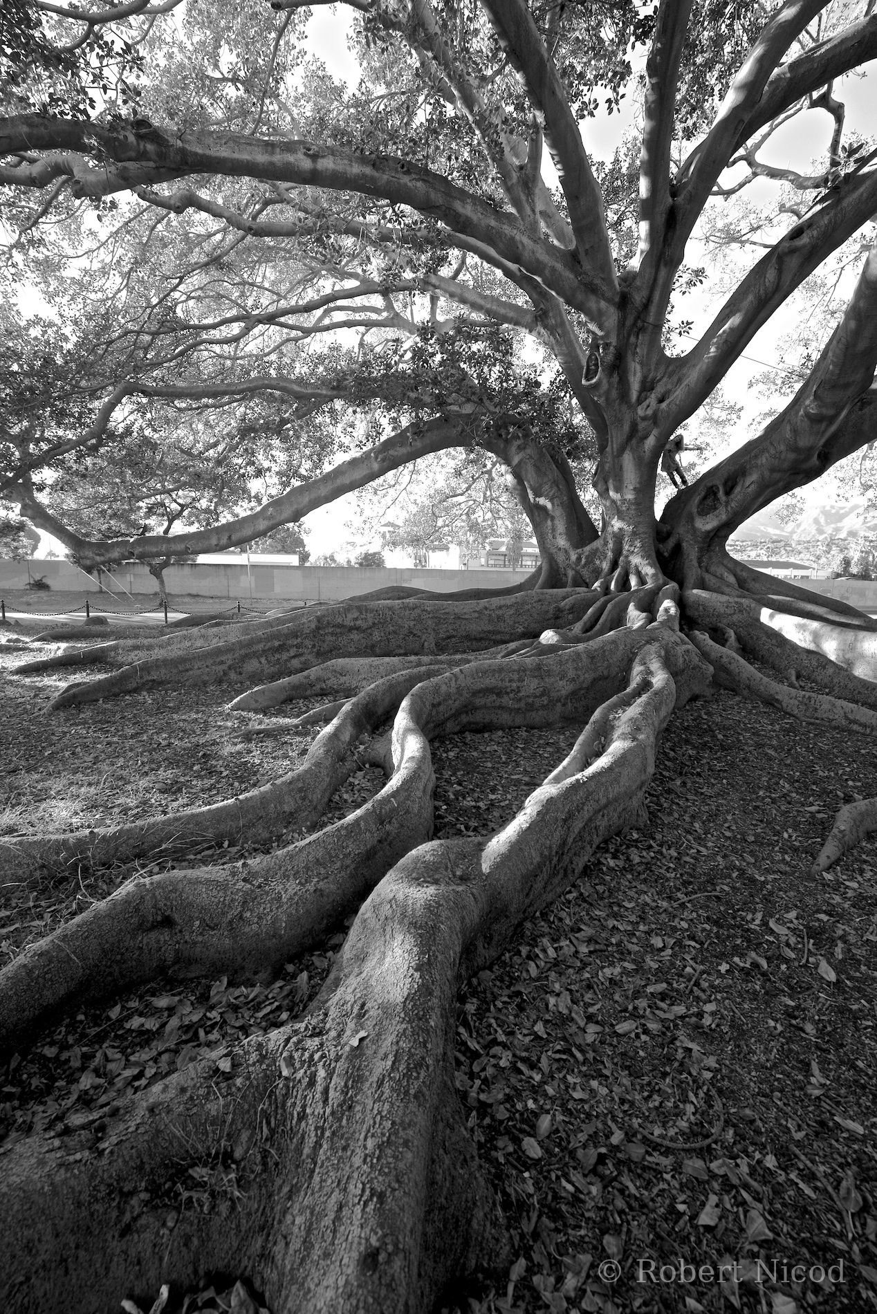 Tourists in the West — Moreton Bay Fig Tree, Santa Barbara, California