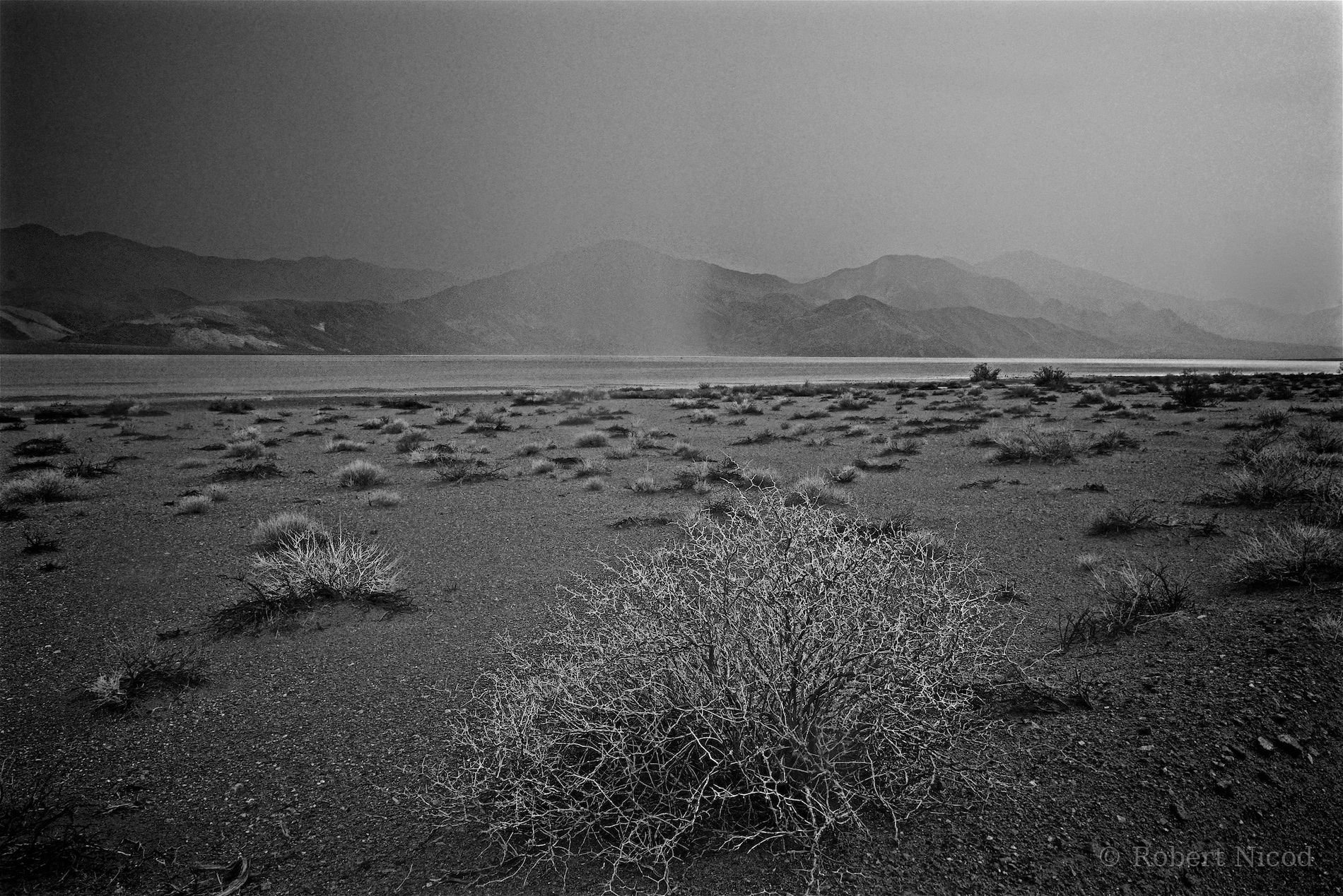 Tourists in the West — Burning bush, Death Valley, California