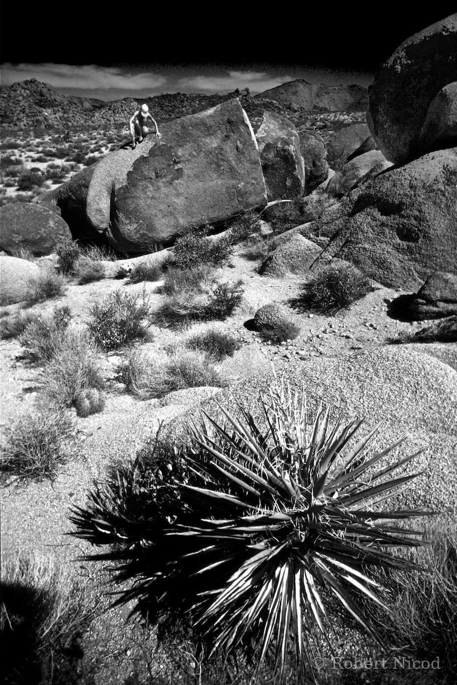 Tourists in the West — Strange apparition between rock and cactus, Joshua Tree, California