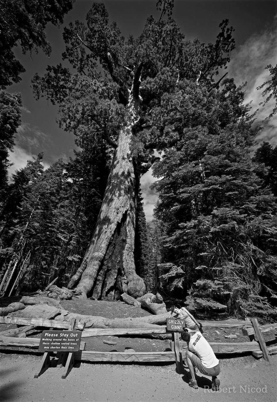 Tourists in the West — Smiling at Grizzly Giant, Mariposa Grove, California