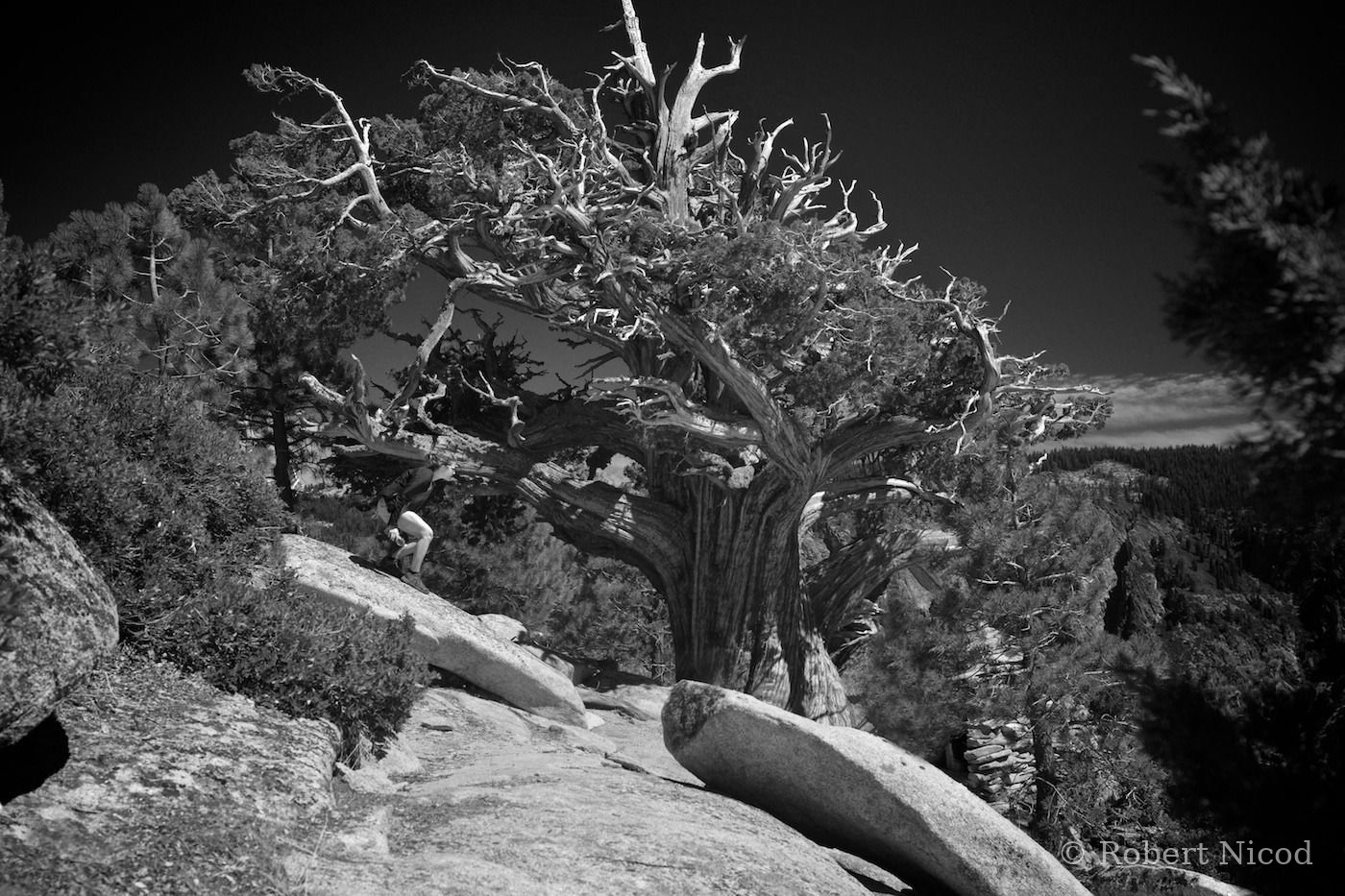 Tourists in the West — Lone juniper, Yosemite Valley, California